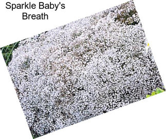 Sparkle Baby\'s Breath