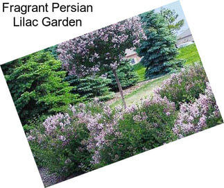 Fragrant Persian Lilac Garden