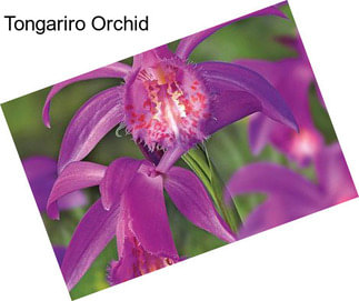 Tongariro Orchid