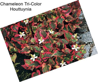 Chameleon Tri-Color Houttuynia