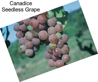 Canadice Seedless Grape