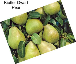 Kieffer Dwarf Pear