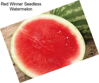 Red Winner Seedless Watermelon