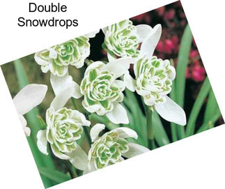 Double Snowdrops