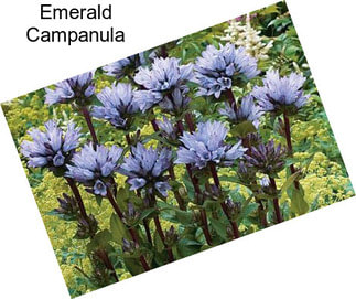 Emerald Campanula