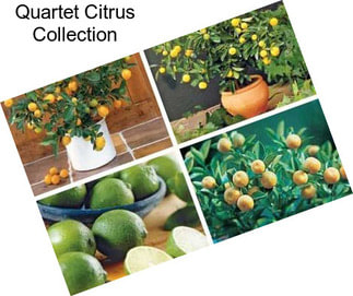 Quartet Citrus Collection