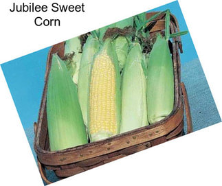 Jubilee Sweet Corn