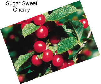 Sugar Sweet Cherry