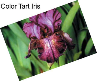 Color Tart Iris