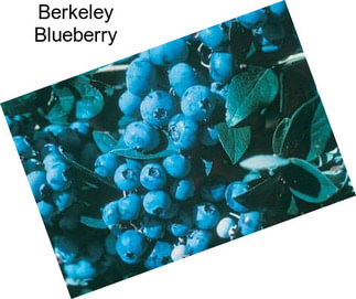 Berkeley Blueberry