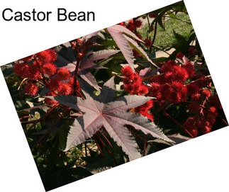 Castor Bean