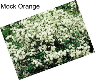 Mock Orange