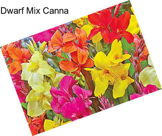 Dwarf Mix Canna