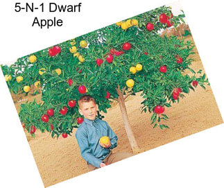 5-N-1 Dwarf Apple