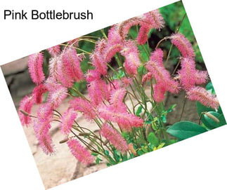 Pink Bottlebrush