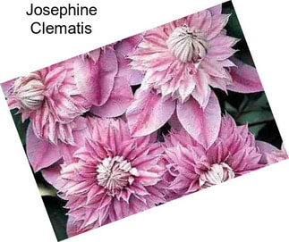 Josephine Clematis