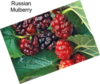 Russian Mulberry