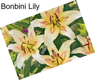 Bonbini Lily