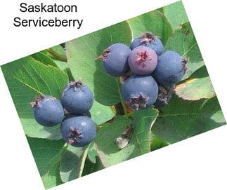 Saskatoon Serviceberry