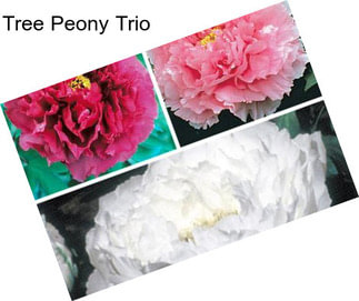 Tree Peony Trio