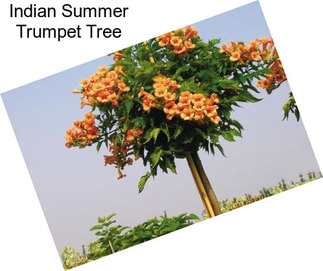 Indian Summer Trumpet Tree