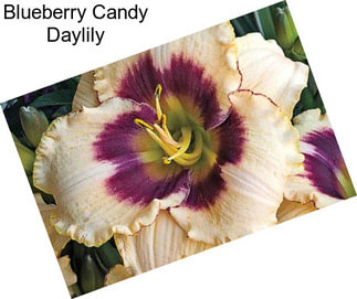 Blueberry Candy Daylily