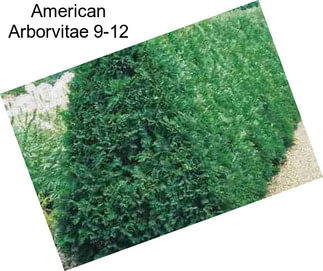 American Arborvitae 9-12\