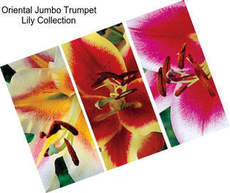 Oriental Jumbo Trumpet Lily Collection