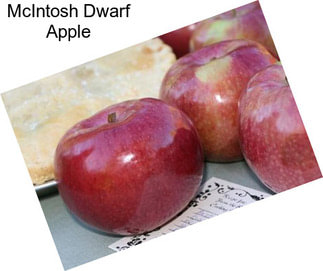 McIntosh Dwarf Apple