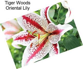 Tiger Woods Oriental Lily