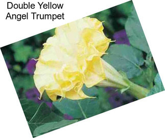 Double Yellow Angel Trumpet