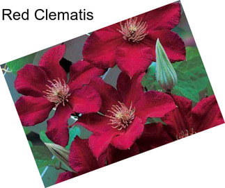 Red Clematis