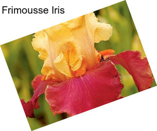 Frimousse Iris