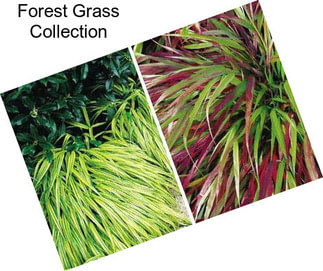 Forest Grass Collection