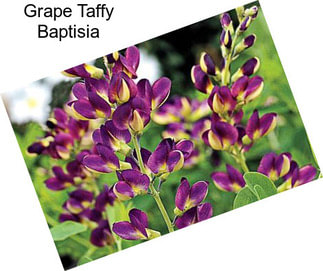 Grape Taffy Baptisia