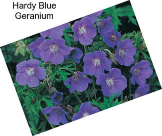 Hardy Blue Geranium