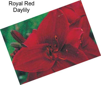Royal Red Daylily