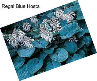 Regal Blue Hosta