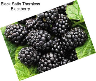 Black Satin Thornless Blackberry