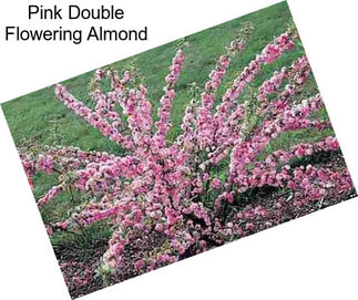 Pink Double Flowering Almond