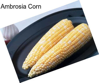 Ambrosia Corn