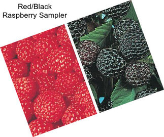 Red/Black Raspberry Sampler