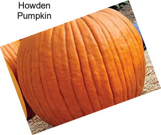 Howden Pumpkin