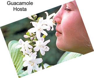 Guacamole Hosta