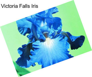 Victoria Falls Iris