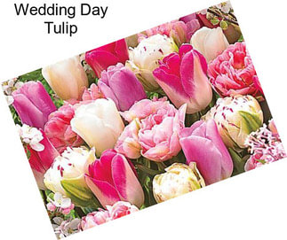 Wedding Day Tulip