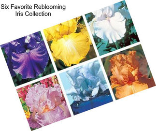 Six Favorite Reblooming Iris Collection