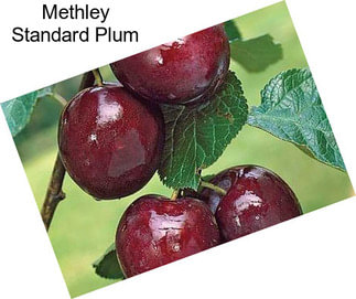 Methley Standard Plum