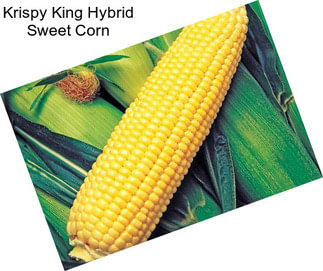 Krispy King Hybrid Sweet Corn