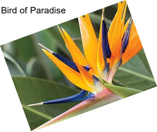 Bird of Paradise